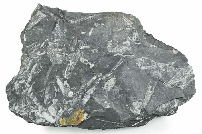 Fossil Seed Fern (Alethopteris) Plate - Pennsylvania #347705